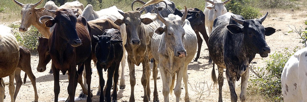 Cattle livestock