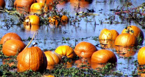 Flooded pumpkin patch